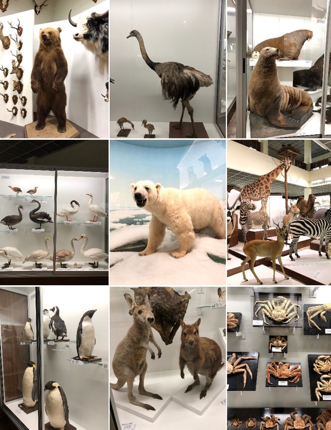 Lugar Kaunas Tadas Ivanauskas Museum of Zoology