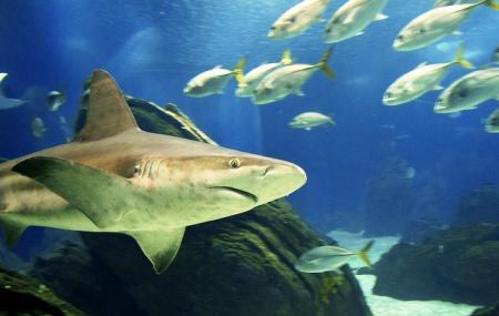 Lugar Oceanario de Lisboa