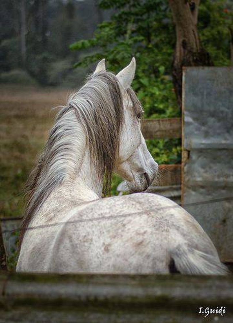 Fashion Cavalo