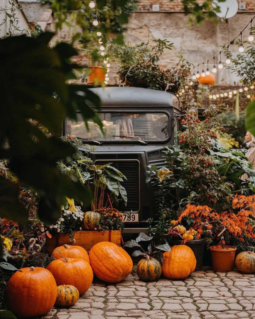 Place Botanica Coffee Truck