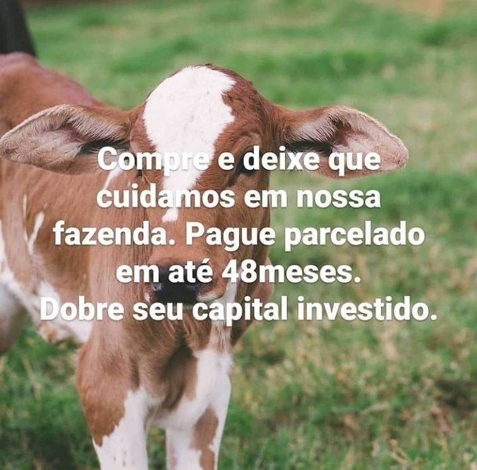 Social mapa do site consórcio pecuário
