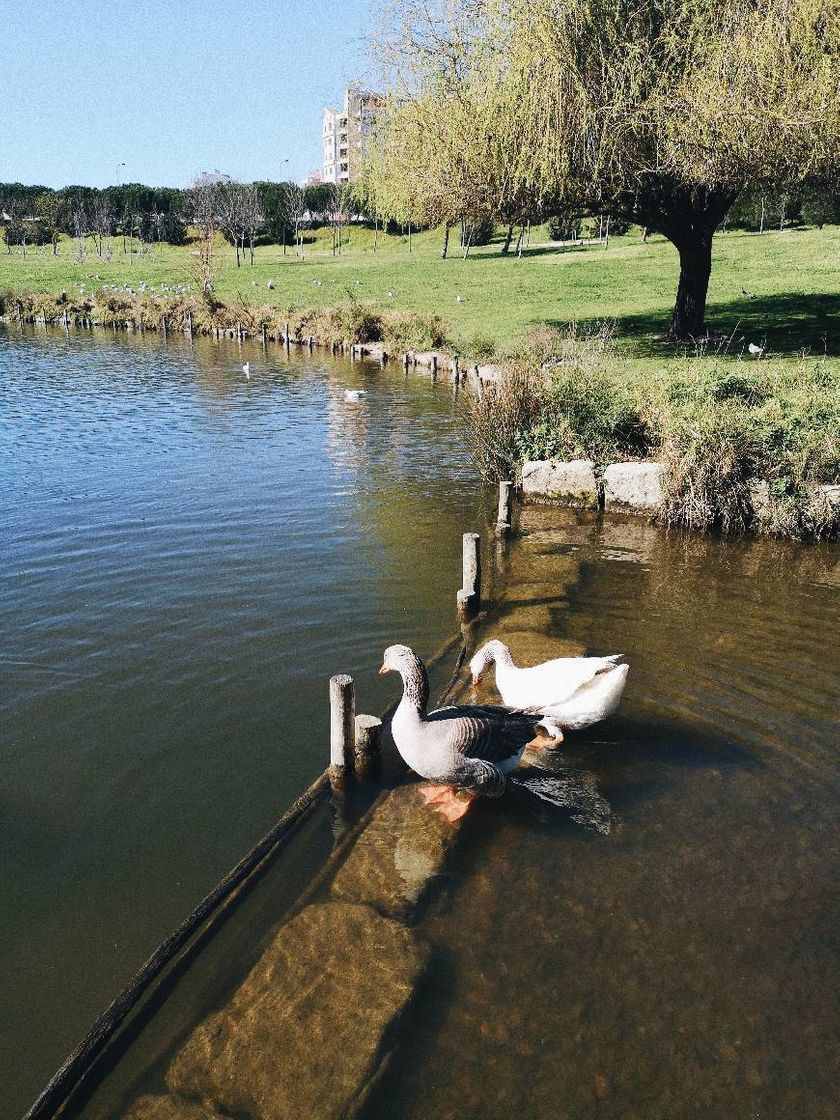 Lugar Parque da Paz