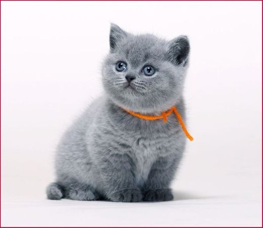 British shorthair 