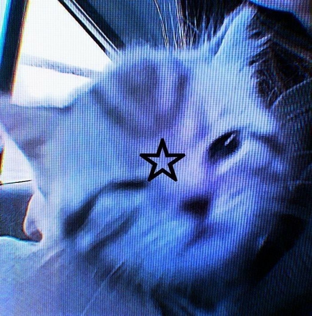 Social Gatinhos fofinhoss