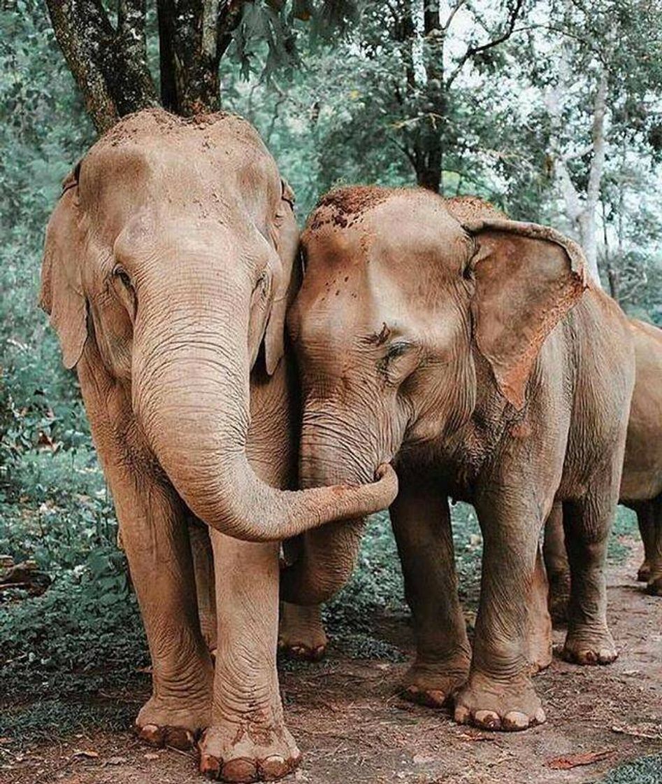 Moda Elefant ♥️