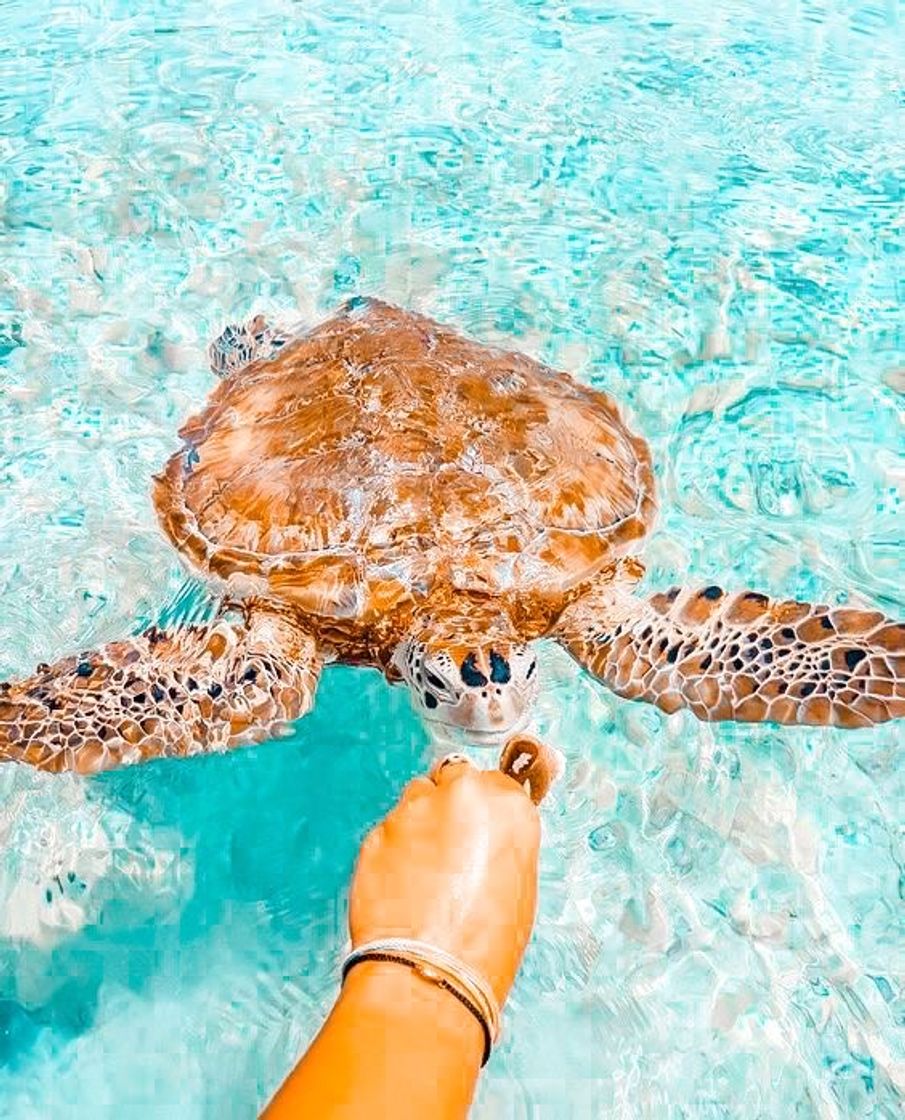 Social Tortuguita 🐢