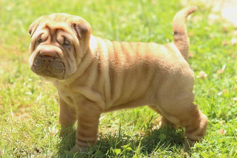 Fashion Shar-pei