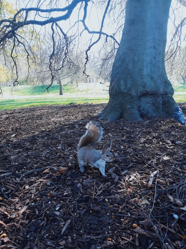 Lugar St. James's Park