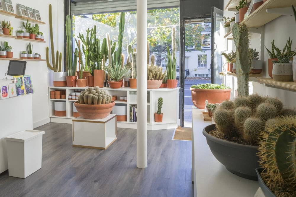 PRICK LONDON’S FIRST CACTUS SHOP