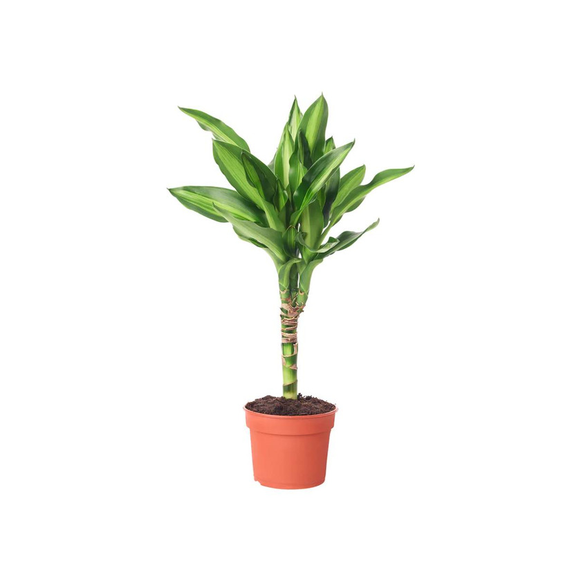 Productos DRACAENA 9cm