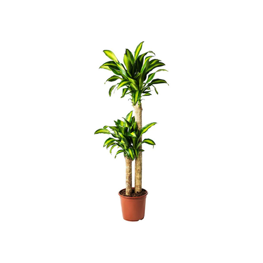 Product DRACAENA MASSANGEANA 24cm