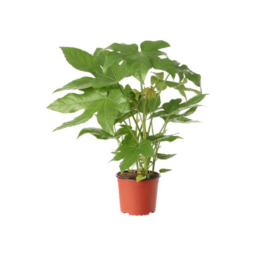 Products FATSIA JAPONICA 17cm

