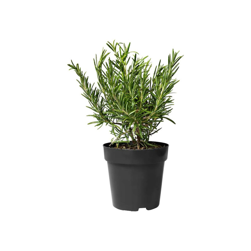 Product ROSMARINUS OFFICINALIS 15cm