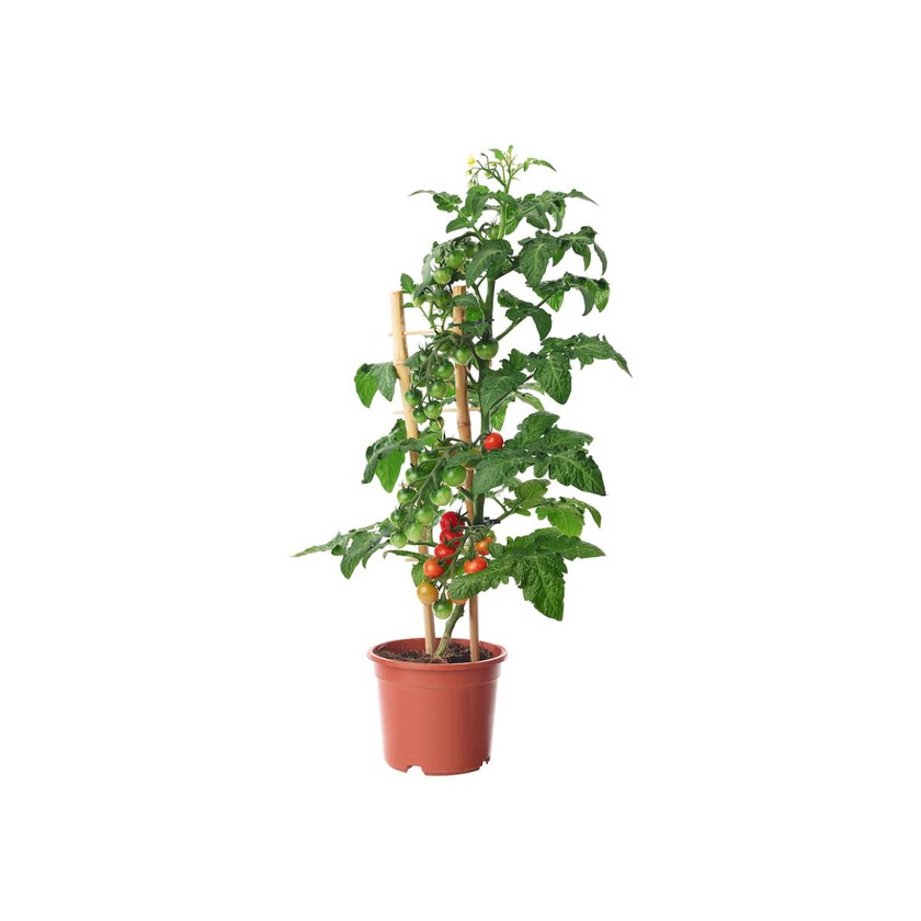 Products LYCOPERSICON ESCULENTUM TOMATO 15cm