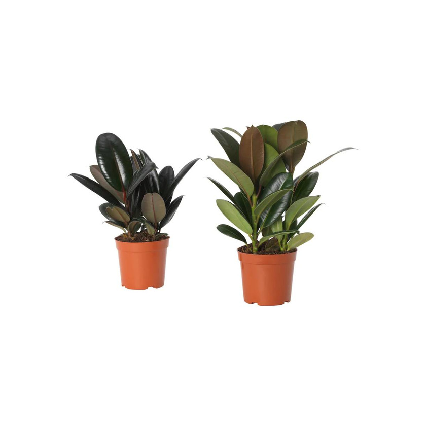 Product FICUS ELASTICA 19cm