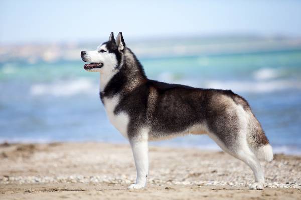 Fashion Husky Siberiano 