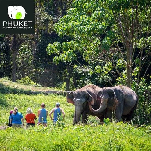 Phuket Elephant Sanctuary