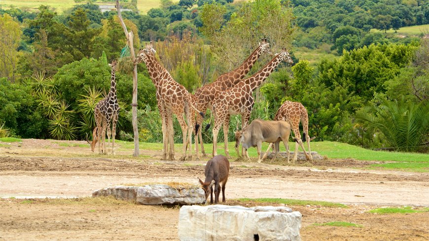 Place Africam Safari