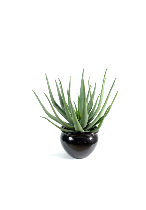 Product Cacto Aloe Vera