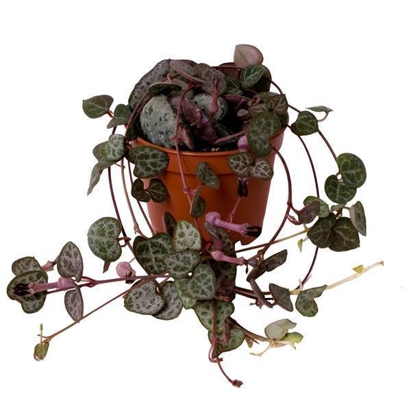 Producto Ceropegia woodii