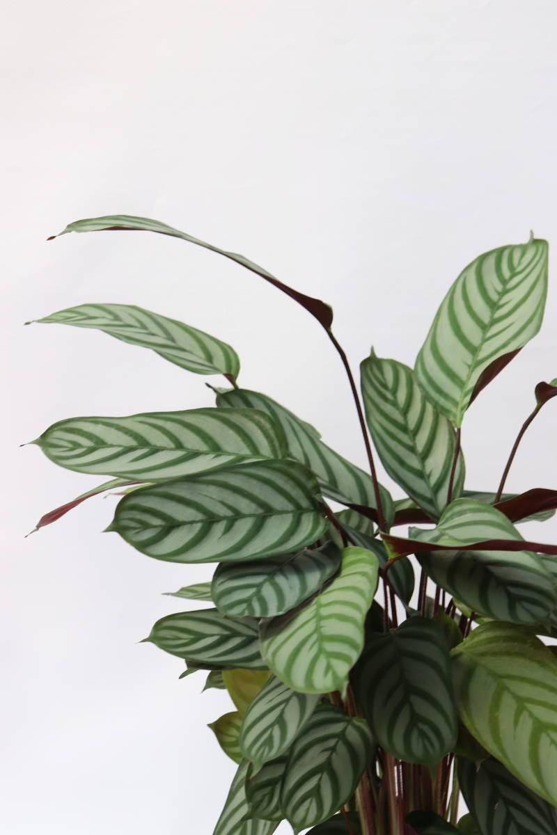 Producto Calathea Oppenheimiana