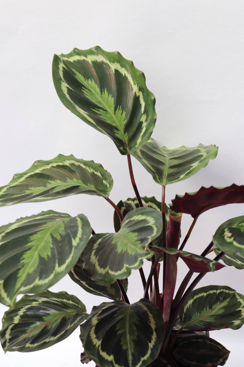 Products Calathea Medallion