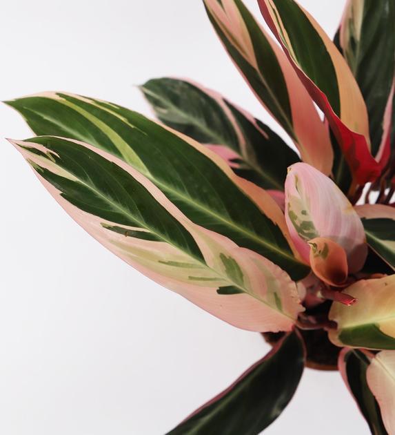 Products Calathea triostar variegata