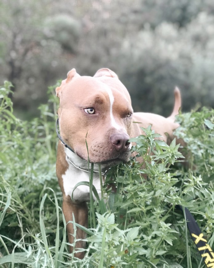 App INSTAGRAM DE SIMBA🐾