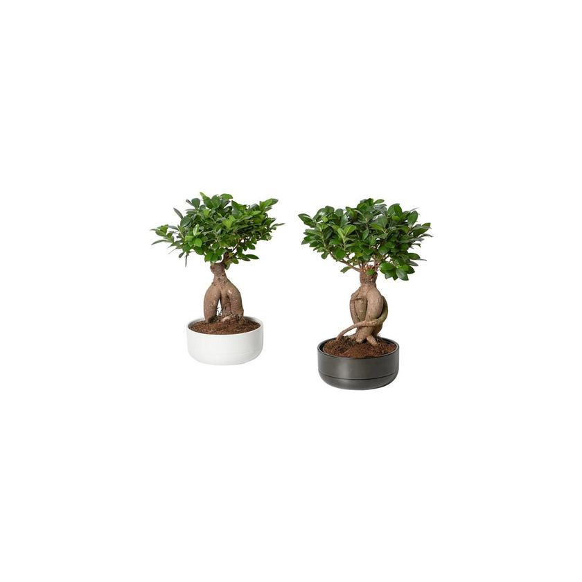 Producto Ficus microcarpa ginseng 