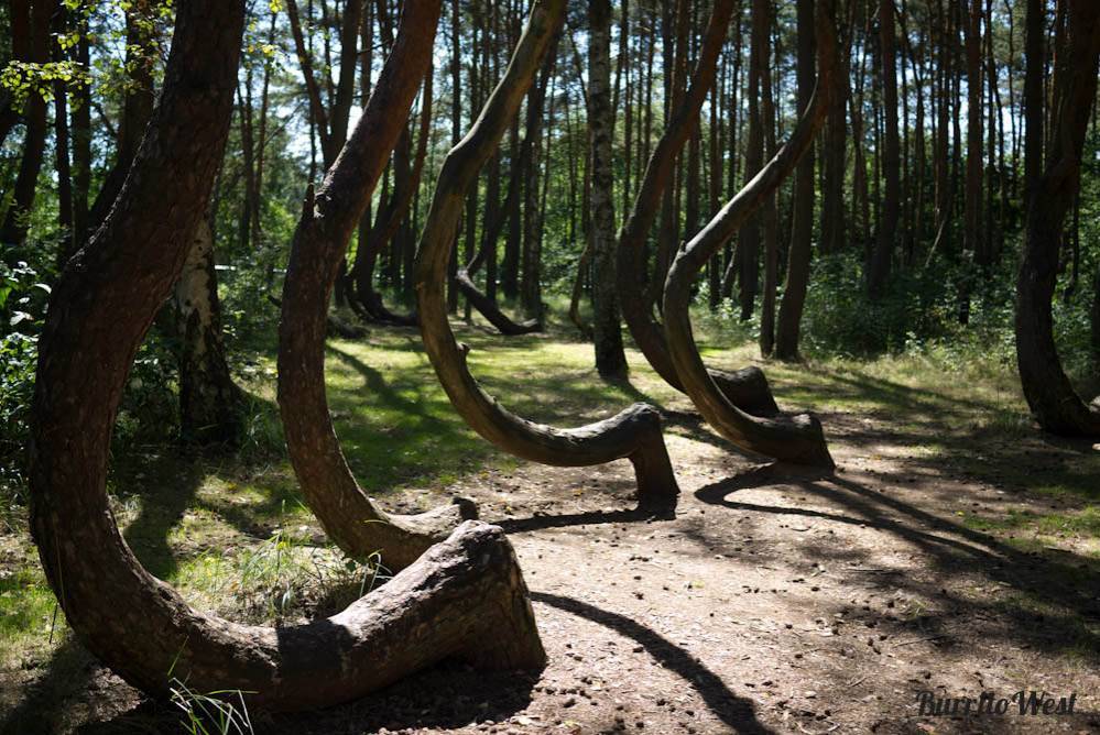 Lugares Crooked Forest, Poland