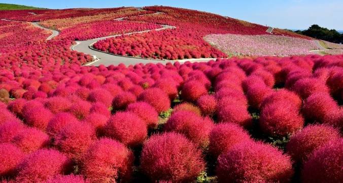 Place Hitachi Seaside Park, Japan 