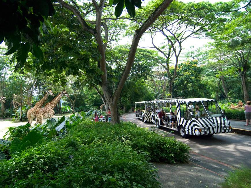 Lugar Zoológico de Singapur