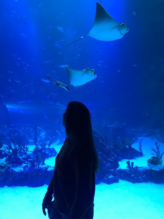 Place Atlantis Aquarium Madrid