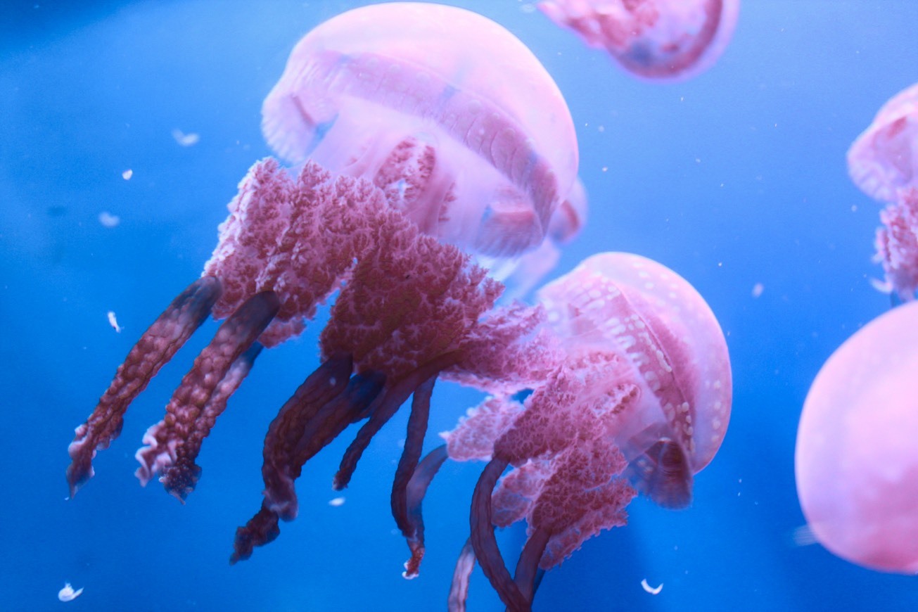 Place Dubai Aquarium & Underwater Zoo