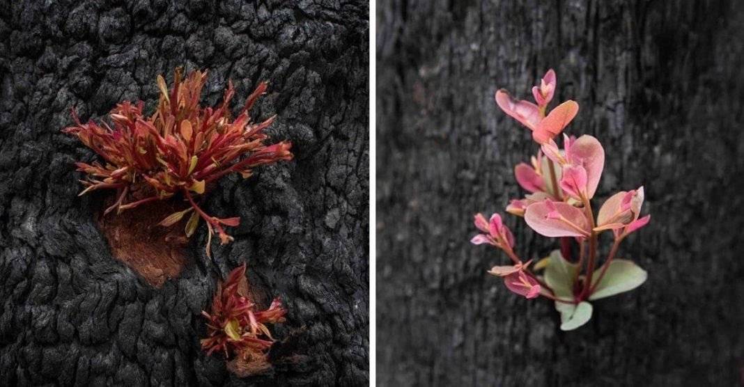(Re)nascer da Austrália 🌱