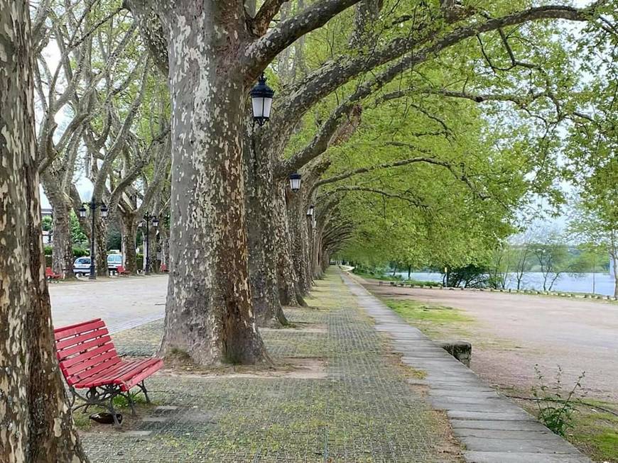 Place Avenida dos Plátanos