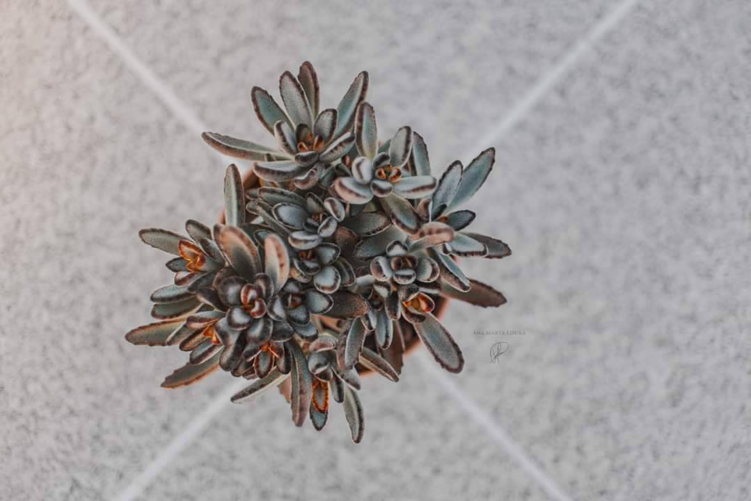 Moda Succulents | Kalanchoe Tomentosa Chocolate