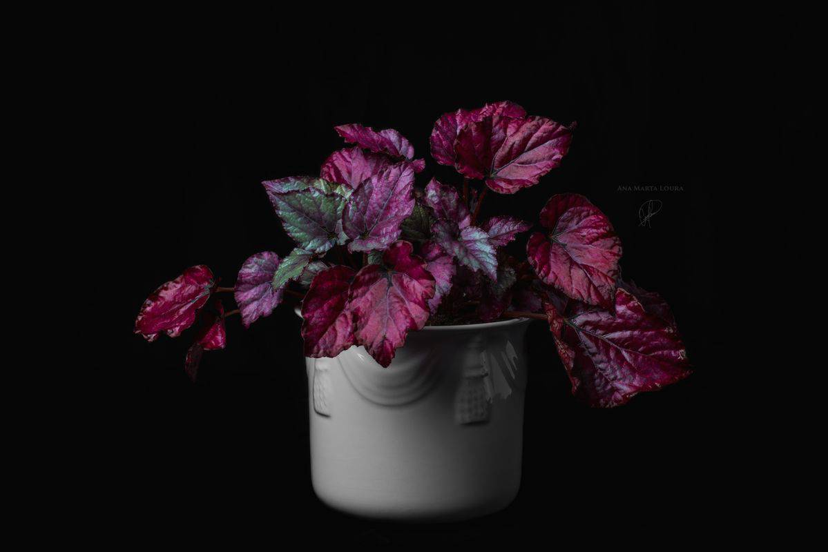 Moda Trending | Begonia Rex Red 