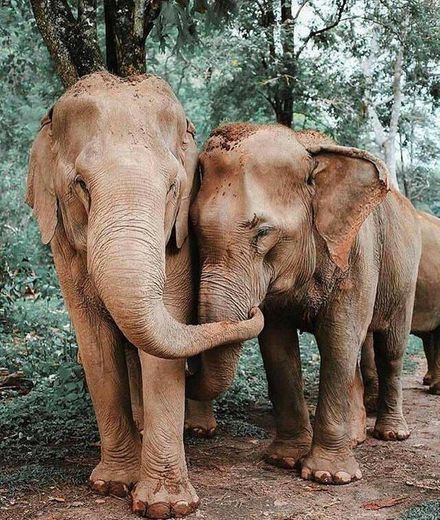 Elefant ♥️