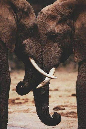 Elefant ♥️