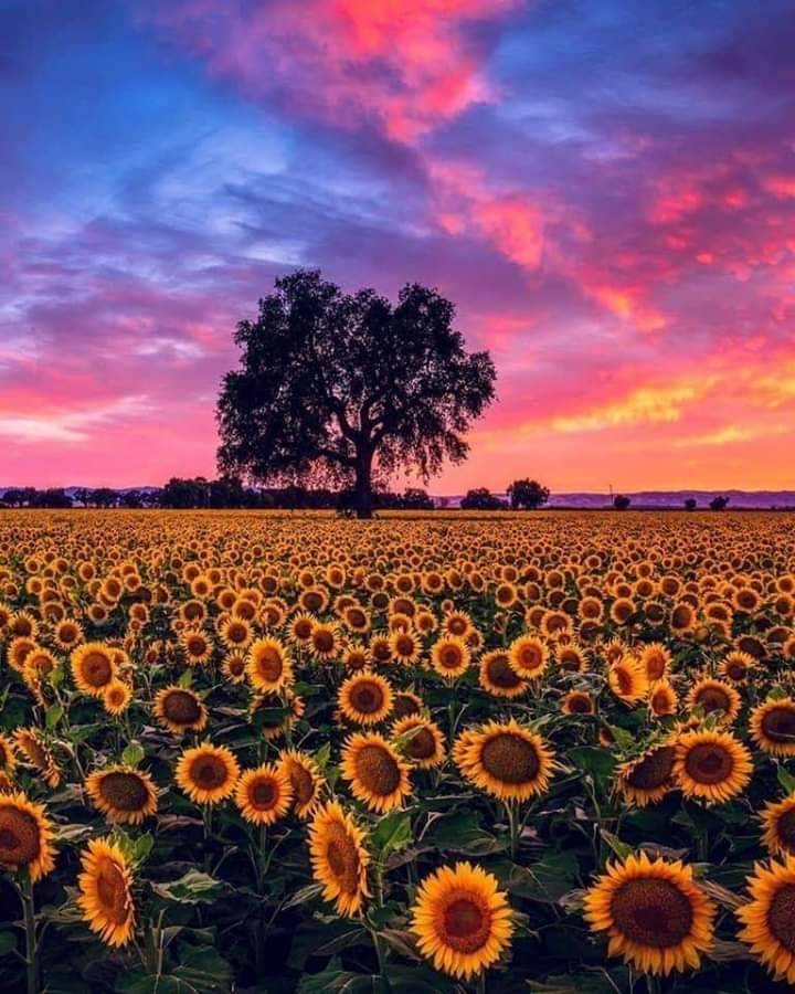 Scapes 🌅🌄