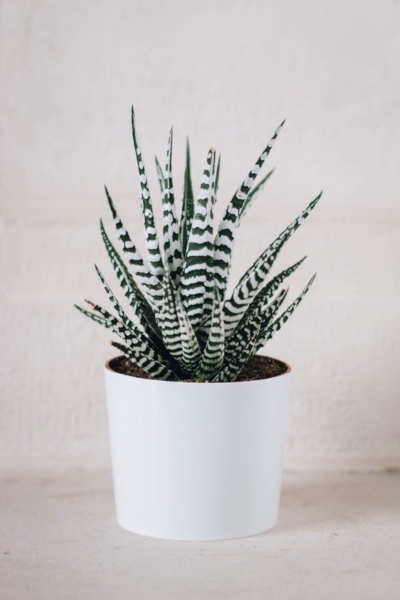 Products Haworthia Fasciata Alba 