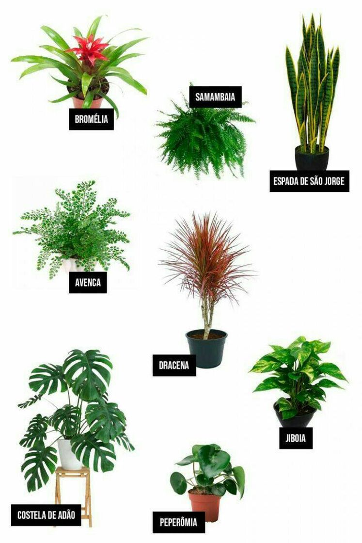 Moda Plantas