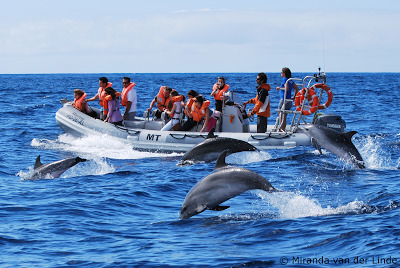 Fashion Whale Watching / Swimming with Dolphins 