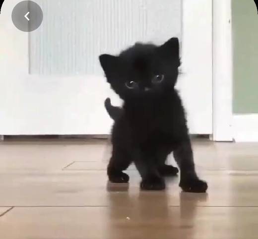 Cute black kitten