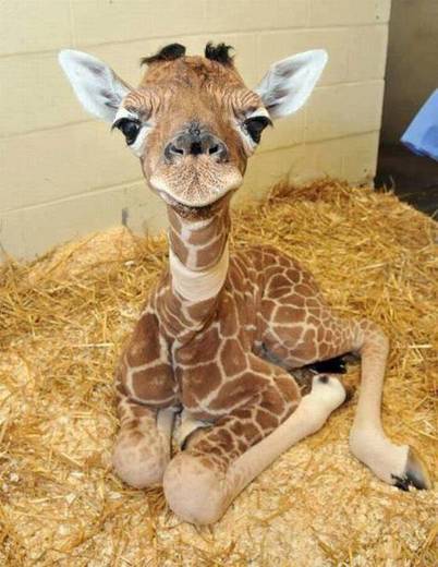 Baby giraffe! 