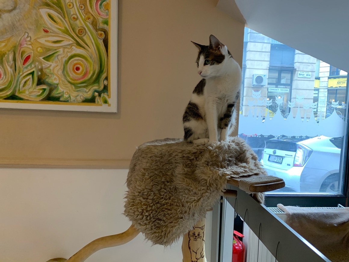 Place Cat Café