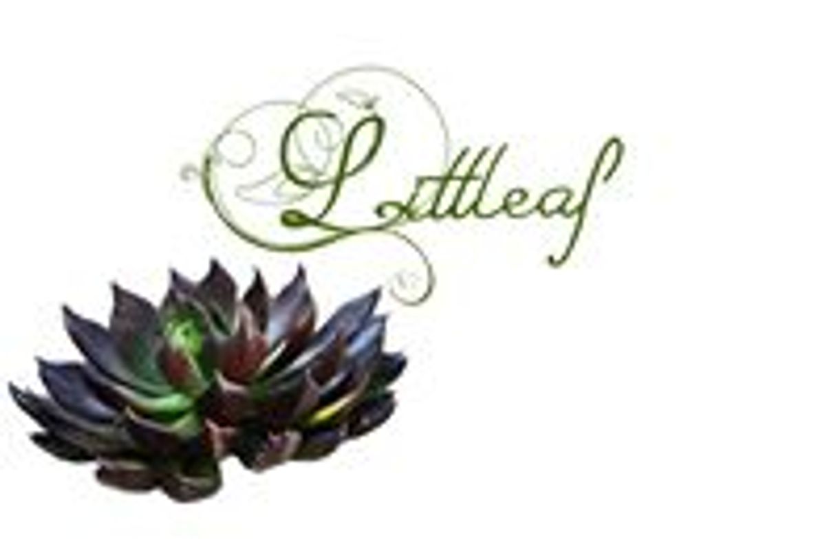 Fashion Littleaf Succulents | Facebook