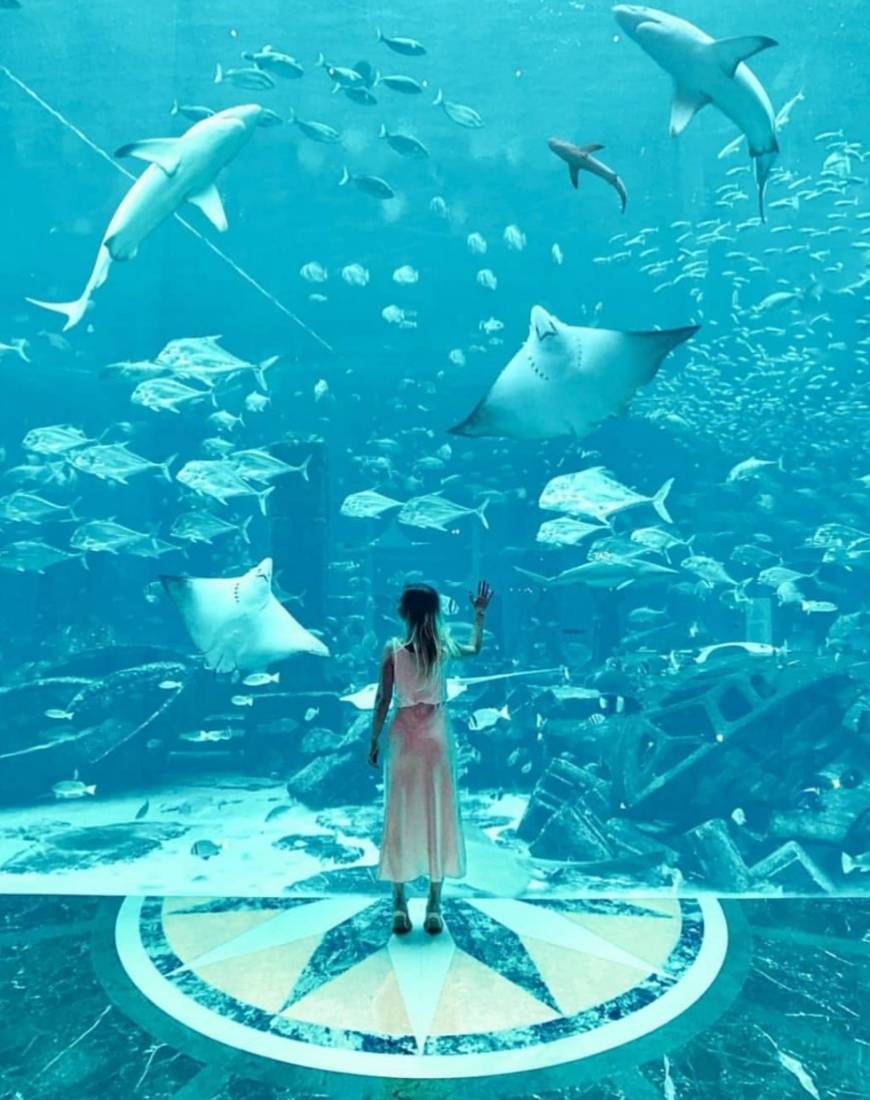 Place The Lost Chambers Aquarium