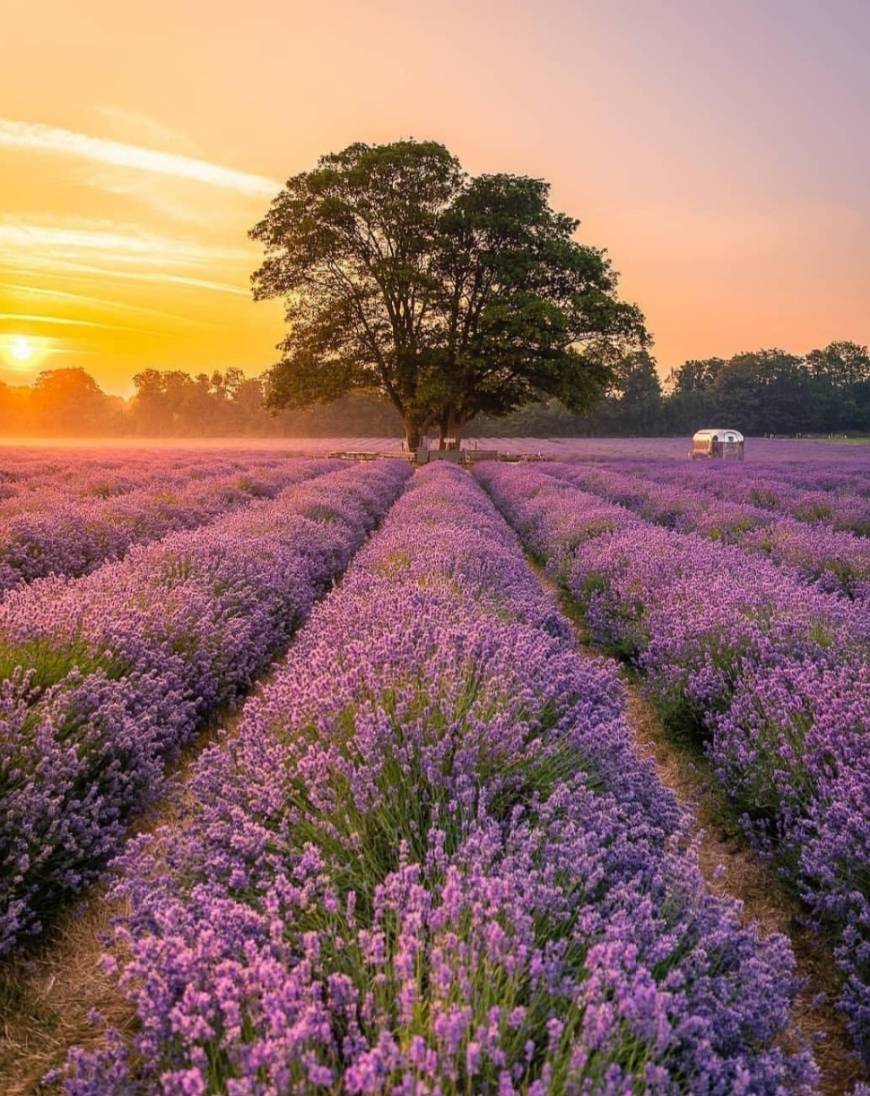 Lugar Mayfield Lavender Farm